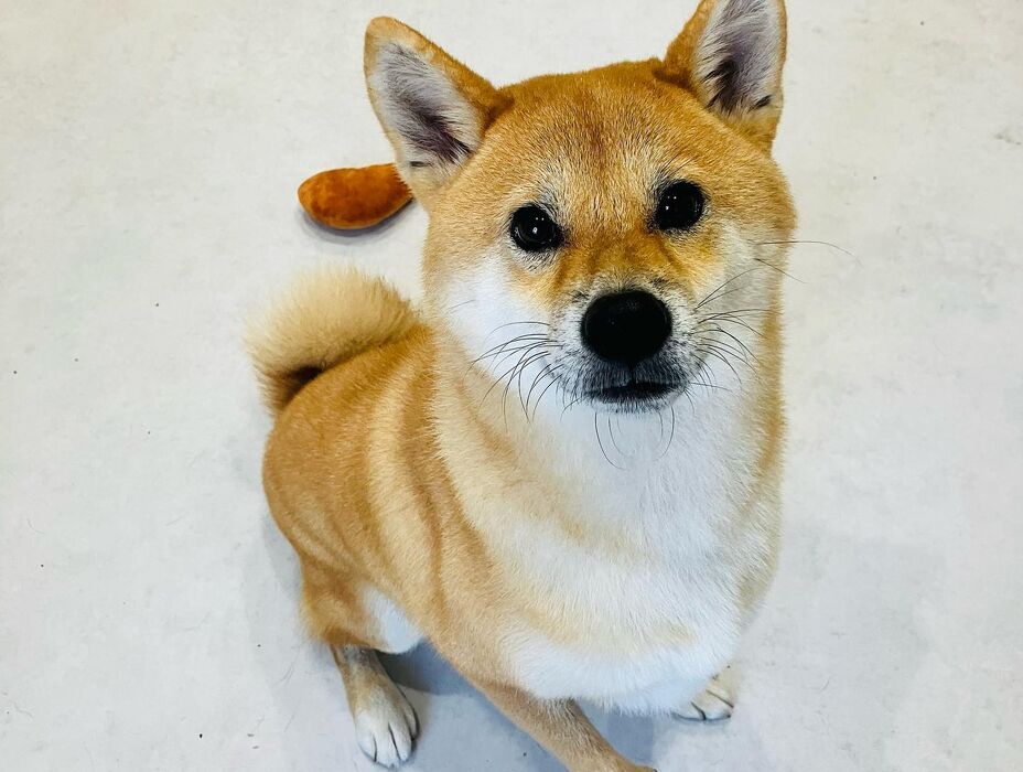 ブログ画像
