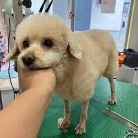 ブログ画像