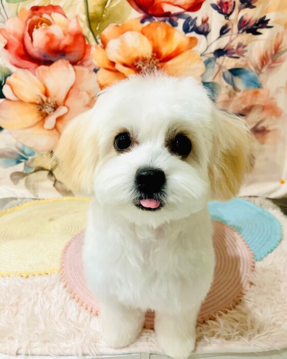 ブログ画像