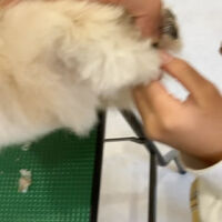 動画サムネイル