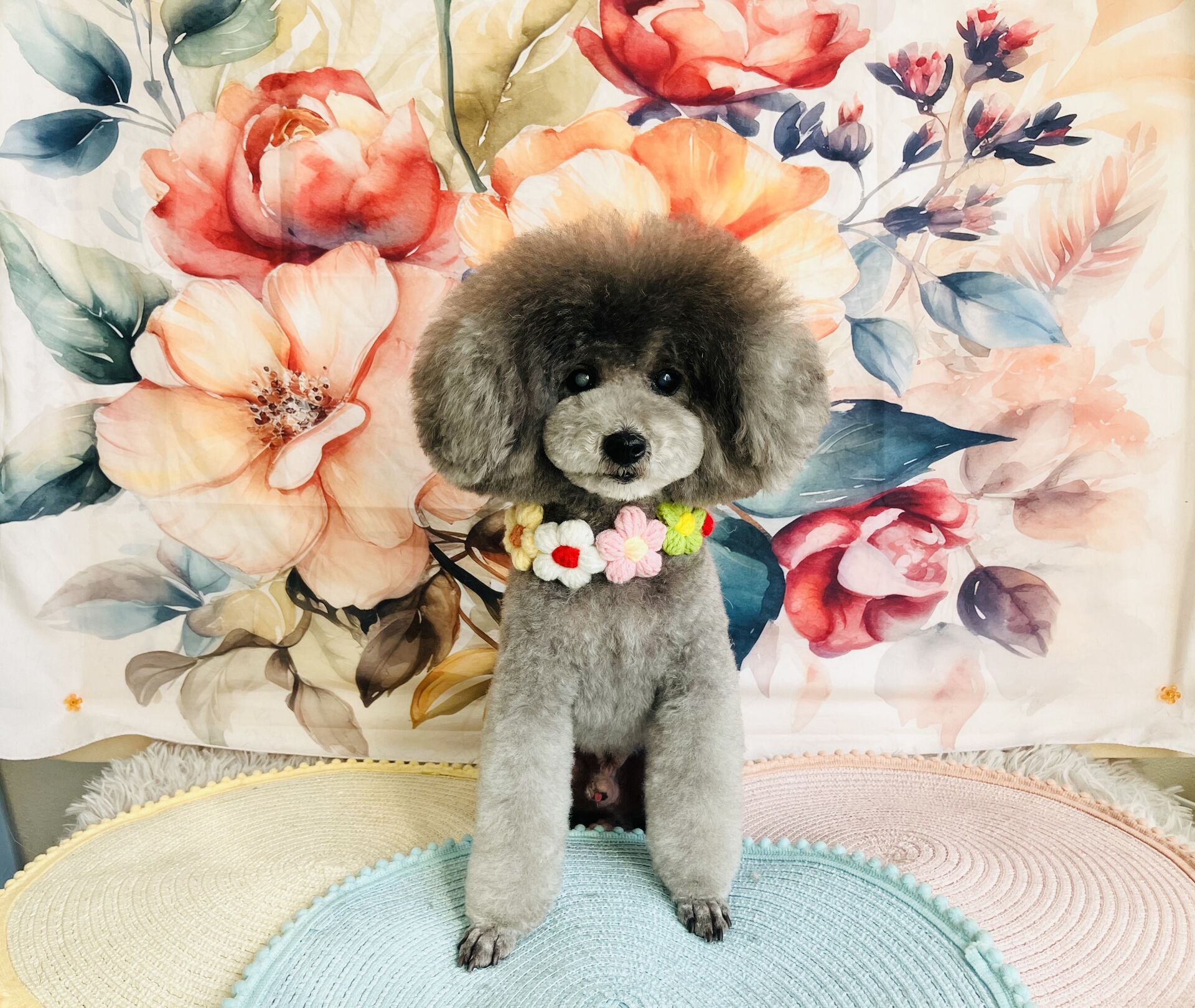 ワンちゃんの状態を詳しくお伝え