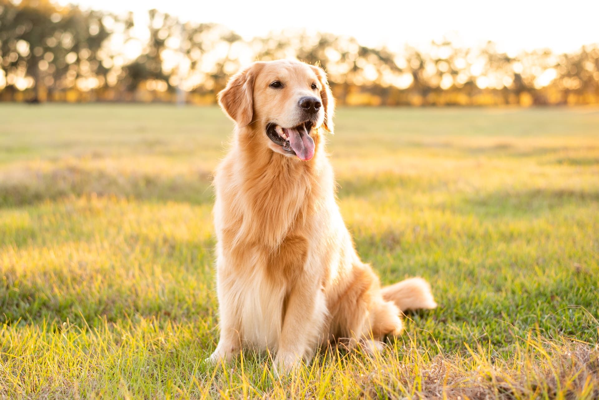 大型犬