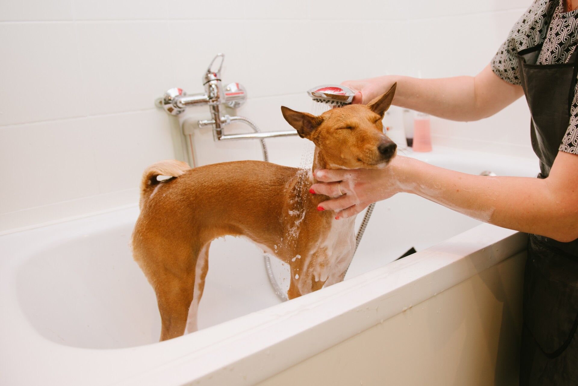 犬種